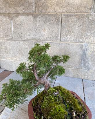 Bonsai