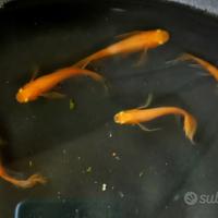 Medaka oryzias latipes red butterfly avannotti