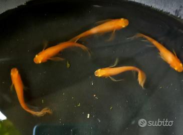 Medaka oryzias latipes red butterfly avannotti