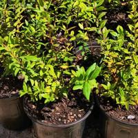 🌿 Piantine di Mirto Nero Sardo senza chimici
