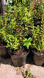 🌿 Piantine di Mirto Nero Sardo senza chimici