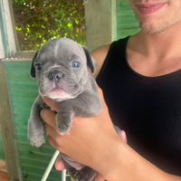 Bulldog francese grigia