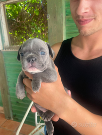 Bulldog francese grigia