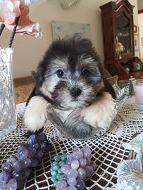 Yorkshire/maltese