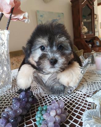 Yorkshire/maltese