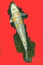 Carpa koi