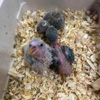 Pappagalli inseparabili