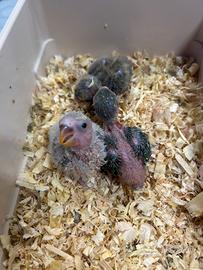 Pappagalli inseparabili