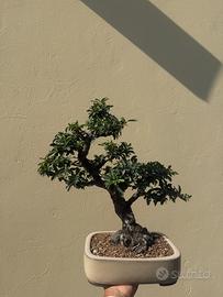 Bonsai pyracantha
