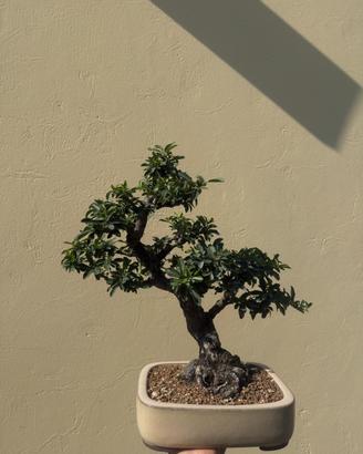 Bonsai pyracantha