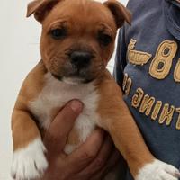 Staffordshire bull terrier