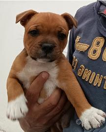 Staffordshire bull terrier