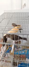 Uccelli