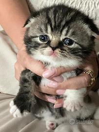 Scottish fold /highland Fold