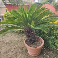 Pianta cycas 