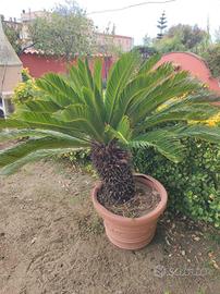 Pianta cycas 