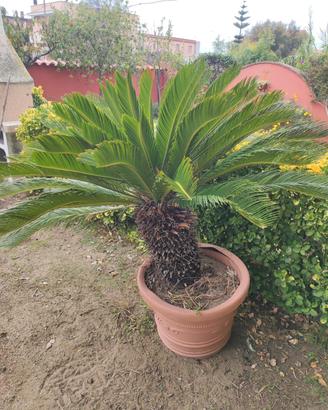 Pianta cycas 