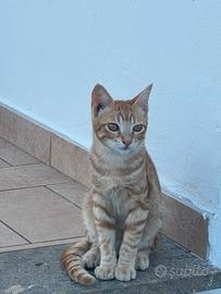 Gattini