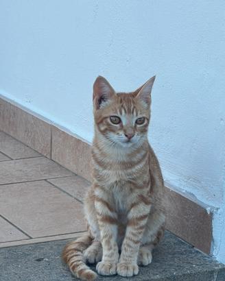 Gattini
