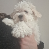 Maltesi taglia piccola