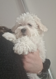 Maltesi taglia piccola