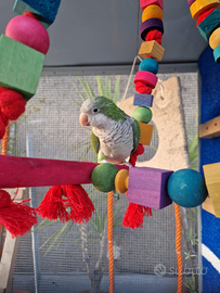 Pappagalli Parrochetto monaco