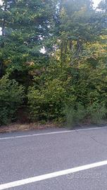 Terreno agricolo Sant 'Alfio