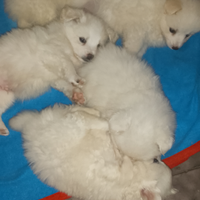 Do cuccioli di volpino italiano