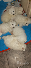Do cuccioli di volpino italiano