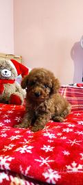 cuccioli barboncino 