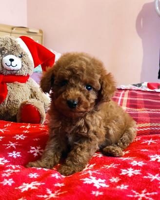 cuccioli barboncino 