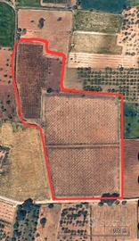 Vigneto a tendone di 2 ettari