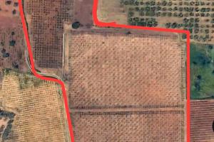 Vigneto a tendone di 2 ettari