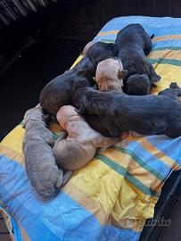 Cuccioli pitbull adba x ukc