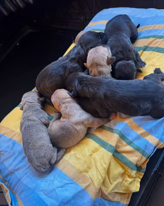 Cuccioli pitbull adba x ukc