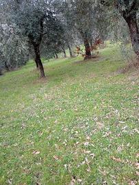 Terreno agricolo con uliveto e rudere