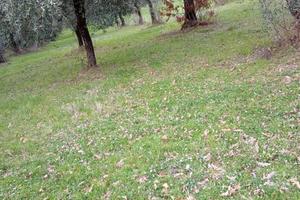 Terreno agricolo con uliveto e rudere