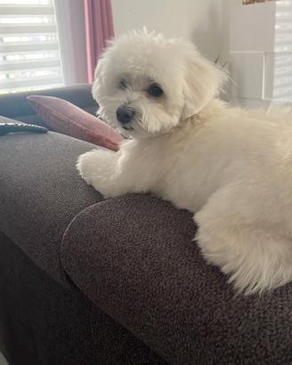 Disponibile per monta cucciolo maltese