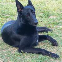 Pastore belga 2 anni e mezzo