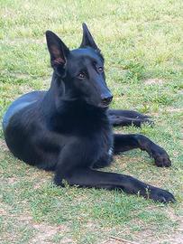 Pastore belga 2 anni e mezzo