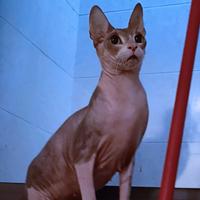 Sphynx