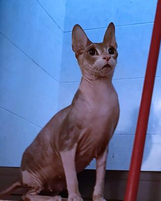 Sphynx