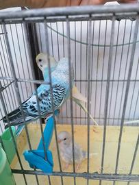 Cocorite prezzo buono