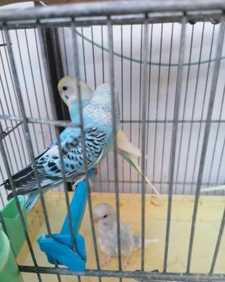 Cocorite prezzo buono