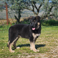 Cucciolo pastore tedesco