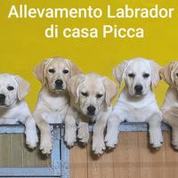 Cuccioli di labrador gialli e neri con pedigree