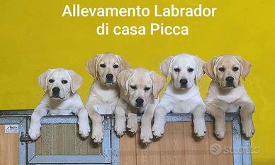 Cuccioli di labrador gialli e neri con pedigree