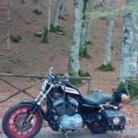 Harley 883 1200 sportster