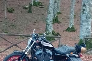 Harley 883 1200 sportster