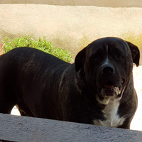 Cane corso